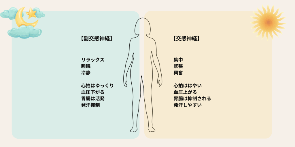 交感神経と副交感神経